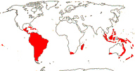 Carte de repartition des Cunoniaceae