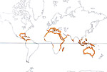 Carte de repartition des Cymodoceaceae