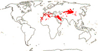 Carte de repartition des Cynomoriaceae