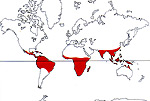 Carte de repartition des Dichapetalaceae