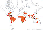 Carte de repartition des Ebenaceae