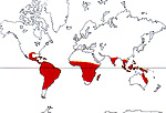 Carte de repartition des Erythroxylaceae