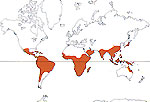 Carte de repartition des Flacourtiaceae