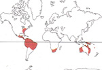 Carte de repartition des Haemodoraceae