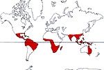 Carte de repartition des Icacinaceae