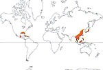 Carte de repartition des Illiciaceae