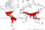 Carte de repartition des Juglandaceae