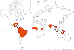 Carte de repartition des Limnocharitaceae