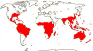 Carte de repartition des Loganiaceae