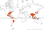 Carte de repartition des Magnoliaceae