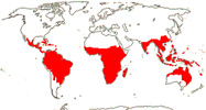 Carte de repartition des Meliaceae