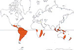 Carte de repartition des Monimiaceae