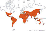 Carte de repartition des Moraceae