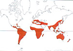 Carte de repartition des Myrtaceae