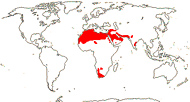 Carte de repartition des Neuradaceae