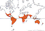 Carte de repartition des Nyctaginaceae