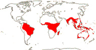 Carte de repartition des Olacaceae