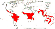 Carte de repartition des Opiliaceae