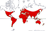 Carte de repartition des Oxalidaceae