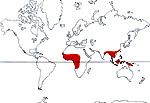 Carte de repartition des Pandaceae