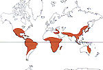 Carte de repartition des Phytolaccaceae