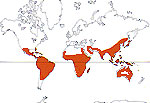 Carte de repartition des Piperaceae