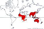 Carte de repartition des Pittosporaceae