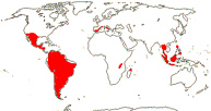 Carte de repartition des Rafflesiaceae