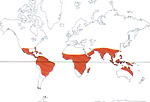 Carte de repartition des Rhizophoraceae