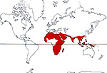 Carte de repartition des Salvadoraceae