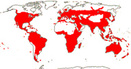 Carte de repartition des Santalaceae