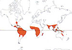 Carte de repartition des Sapotaceae