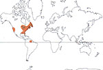 Carte de repartition des Sarraceniaceae