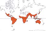 Carte de repartition des Sterculiaceae