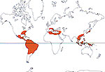 Carte de repartition des Styracaceae