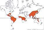 Carte de repartition des Theaceae