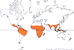 Carte de repartition des Triuridaceae