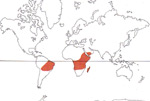 Carte de repartition des Velloziaceae