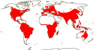 Carte de repartition des Viscaceae