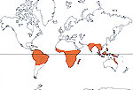 Carte de repartition des Zingiberaceae