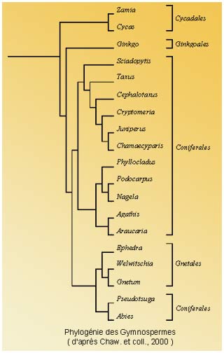 Gymnospermes