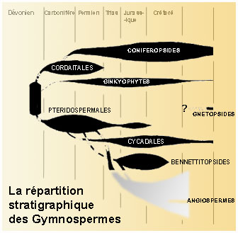 Gymnospermes