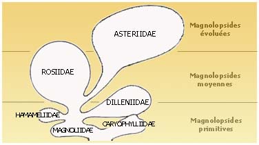 Magnolopsides