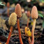 Famille des Balanophoraceae