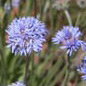 Famille des Brunoniaceae