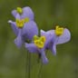 Famille des Burmanniaceae