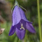 Famille des Campanulaceae