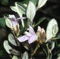 Famille des Euphroniaceae