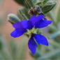 Famille des Goodeniaceae