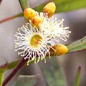 Famille des Myrtaceae